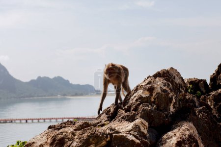 Téléchargez les photos : Mâle singe sauvage sur la montagne rocheuse à prachuap khiri khan sud de thailand - en image libre de droit
