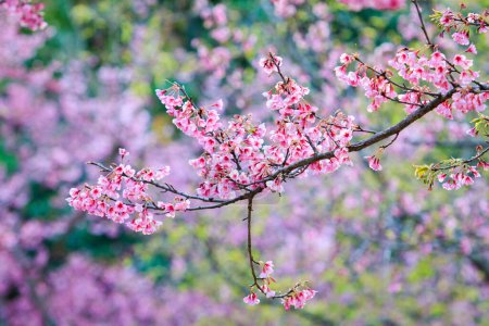 Téléchargez les photos : Cerisier de l'Himalaya sauvage, floraison rose à haute montagne province de chiangmai au nord de la Thaïlande - en image libre de droit