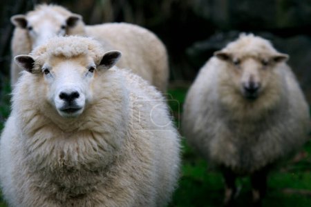 Téléchargez les photos : Moutons dans la ferme rurale sud de la Nouvelle-Zélande - en image libre de droit