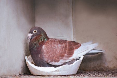 Téléchargez les photos : Oeuf d'incubation de pigeon rouge dans le grenier de reproduction - en image libre de droit