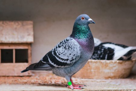 Téléchargez les photos : Portrait corps complet de pigeon voyageur debout dans le grenier à la maison - en image libre de droit