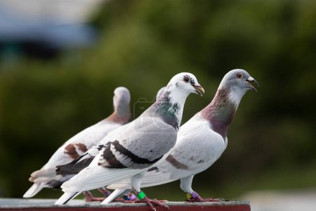 Téléchargez les photos : Groupe de pigeon de course de vitesse debout sur le piège loft après le vol du matin pour l'exercice - en image libre de droit