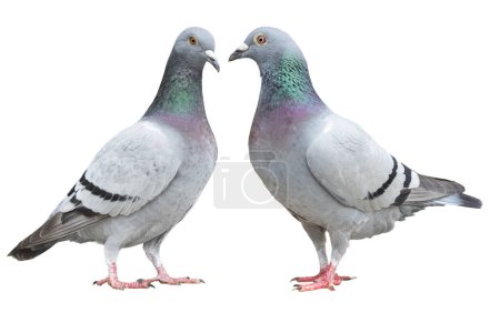 Téléchargez les photos : Deux barres bleues isolent le pigeon voyageur sur fond blanc - en image libre de droit
