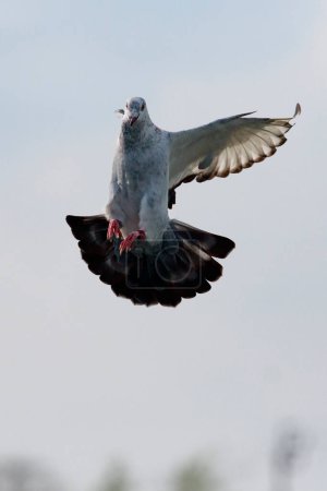 Téléchargez les photos : Mouvement de l'approche du pigeon voyageur pour atterrir au piège du loft - en image libre de droit