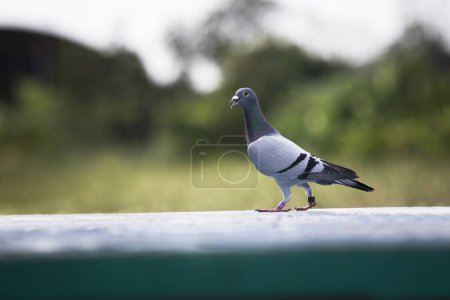 Téléchargez les photos : Portrait corps entier de pigeon voyageur debout sur le piège du grenier à la maison - en image libre de droit