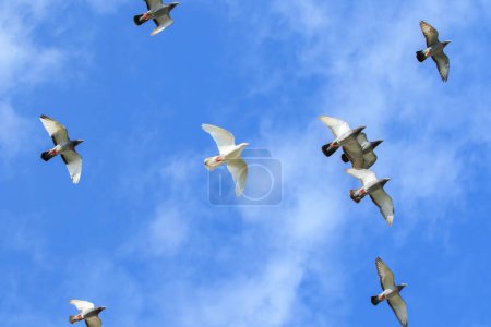 Téléchargez les photos : Vue supérieure troupeau de pigeon voyageur volant contre un beau ciel bleu avec nuage blanc - en image libre de droit