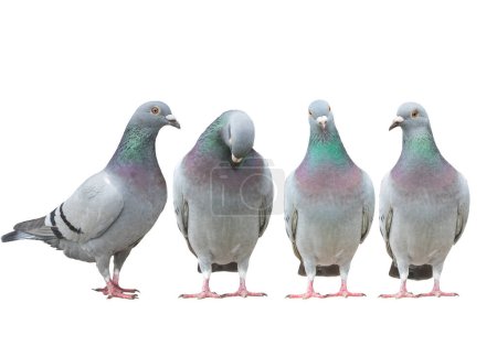 Téléchargez les photos : Poteau de variété de pigeon d'accueil debout droit isoler fond blanc - en image libre de droit
