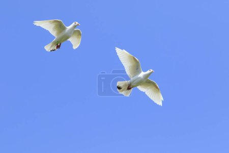 Téléchargez les photos : Deux plumes blanches pigeon voyageur volant en l'air contre un beau ciel bleu clair - en image libre de droit