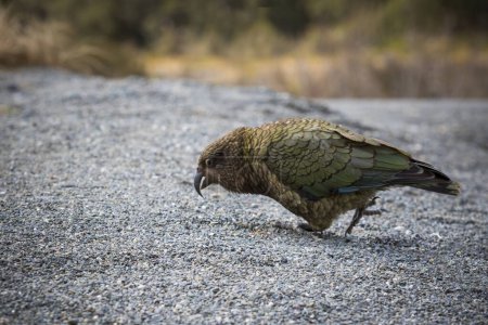 Téléchargez les photos : Portrait d'un grand perroquet terrestre sur la côte ouest sud de la Nouvelle-Zélande - en image libre de droit