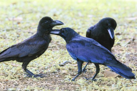 Téléchargez les photos : Oiseau corbeau noir au sol - en image libre de droit