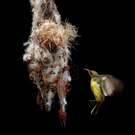 Photo for Olive back sunbird approach for landing to hanging nest against black background - Royalty Free Image