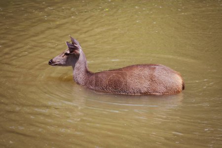 Téléchargez les photos : Cerf sambar femelle debout dans la rivière de couleur brune à Thaïlande parc national khaoyai - en image libre de droit
