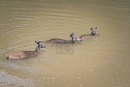 Téléchargez les photos : Groupe de cerfs sambar dans la rivière qui coule du parc national khaoyai thailand - en image libre de droit