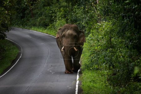 Téléchargez les photos : Éléphant mâle sauvage avec de l'ivoire sur la route dans le parc national de khao yai, le parc national de khaoyai est l'un des sanctuaires naturels les plus importants en Thaïlande et en Asie du Sud-Est - en image libre de droit