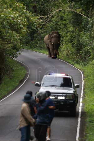 Téléchargez les photos : Éléphant mâle sauvage avec de l'ivoire sur la route dans le parc national de khao yai, le parc national de khaoyai est l'un des sanctuaires naturels les plus importants en Thaïlande et en Asie du Sud-Est - en image libre de droit