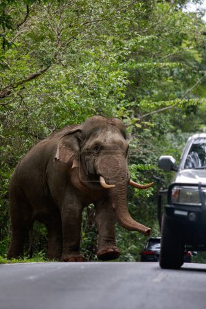 Téléchargez les photos : Magnifique éléphant mâle en ivoire dans le parc national de KhaoYai, l'un des sanctuaires naturels les plus importants en Thaïlande. - en image libre de droit