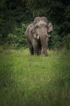 Téléchargez les photos : Beau d'éléphant mâle avec de l'ivoire dans le parc national de khaoyai, khao yai est l'un des habitats fauniques les plus importants en Asie du Sud-Est - en image libre de droit