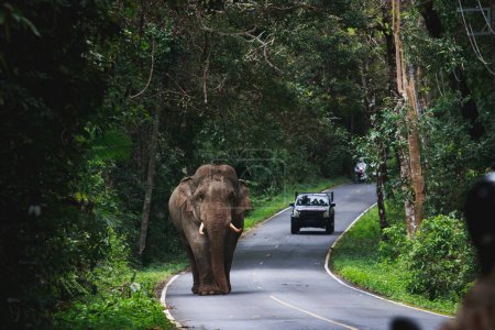 Téléchargez les photos : Éléphant sauvage marchant sur la route de montagne du parc national khao yai khaoyai est l'un des sanctuaires naturels les plus importants en Asie du Sud-Est - en image libre de droit