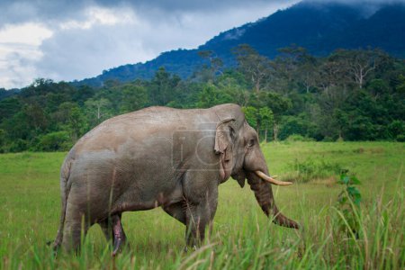 Téléchargez les photos : Bel éléphant mâle avec grand ivoire debout sur le champ vert du parc national de khao yai, khaoyai est l'un des sanctuaire naturel le plus important en Asie du Sud-Est - en image libre de droit