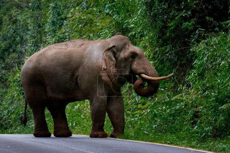 Téléchargez les photos : Corps entier d'éléphant sauvage avec belle promenade en ivoire sur la route de montagne du parc national de khao yai, khaoyai est l'un des sanctuaire naturel le plus important en Asie du Sud-Est - en image libre de droit