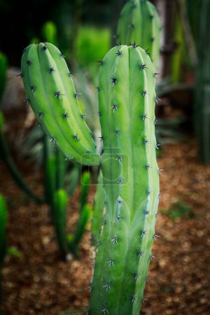 Téléchargez les photos : Fermer Myrtillocactus geometrizans f. cristata dans le jardin des plantes deset - en image libre de droit