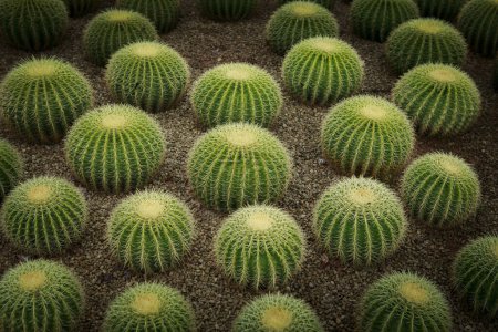 Téléchargez les photos : Cactus doré / Echinocactus grusonii dans le jardin des plantes du désert - en image libre de droit