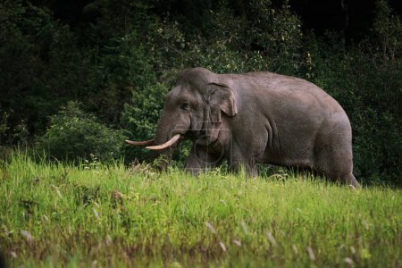Téléchargez les photos : Corps entier d'éléphant sauvage dans le thailand de parc national de khao yai,, khaoyai est l'un des sanctuaire naturel important de l'Asie du Sud-Est - en image libre de droit