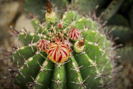 Téléchargez les photos : Fermer Ferocactus / Crochet fleur de cactus - en image libre de droit
