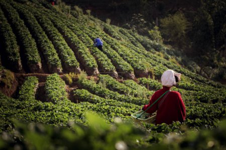 Téléchargez les photos : Tribu des collines du nord récolte de fraises dans la ferme à la haute montagne de chiang mai nord de thailand - en image libre de droit