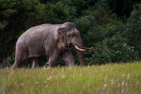 Téléchargez les photos : Éléphant sauvage marchant à travers un champ ouvert au parc national khao yai thailand - en image libre de droit