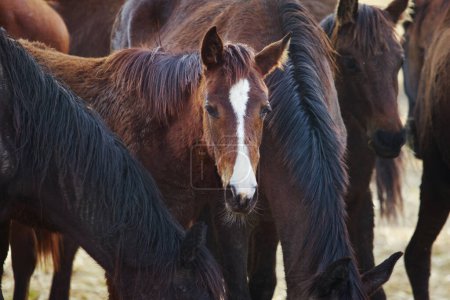 Téléchargez les photos : Groupe de chevaux femelles buvant de l'eau à la ferme bol - en image libre de droit