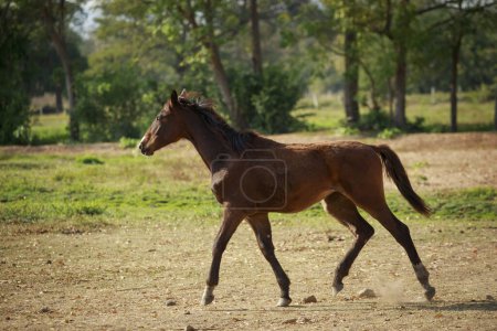Téléchargez les photos : Corps entier de cheval femelle courant sur la ferme de champs poussiéreux - en image libre de droit