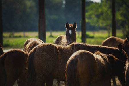 Téléchargez les photos : Groupe de chevaux femelles mangeant de l'herbe sèche à la ferme du ranch - en image libre de droit