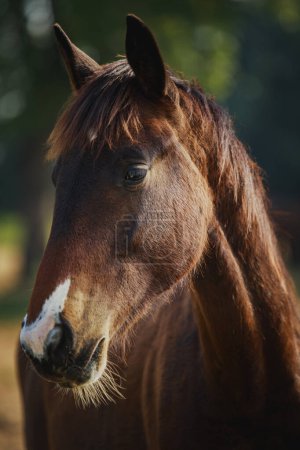 Téléchargez les photos : Gros plan tête de cheval femelle debout en plein air - en image libre de droit