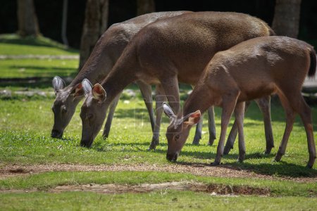 Téléchargez les photos : Groupe de cerfs sambar sauvage dans le parc national khao yai l'un des sanctuaire naturel le plus important de l'Asie - en image libre de droit