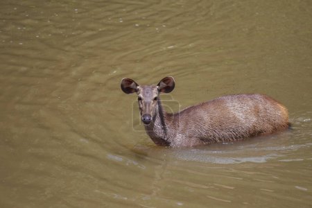 wild sambar deer of khao yai national park swimming in natural canal 