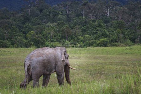 Téléchargez les photos : Corps entier d'éléphant sauvage d'ivoire mâle marchant sur le champ libre de thailand de parc national de khao yai - en image libre de droit