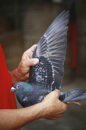 Téléchargez les photos : Homing pigeon fancier montrant aile de pigeon de course de vitesse à la maison loft - en image libre de droit