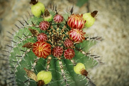Photo for Close up fruit of ferocactus at home garden - Royalty Free Image