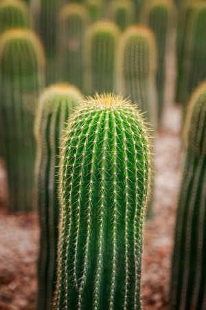 Cactus Neobuxbaumia plantación en jardín de cactus