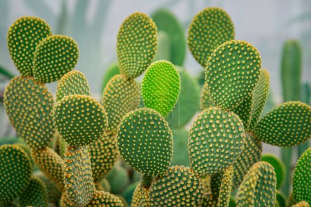 close up on Opuntia microdasys, bunny ear cactus one of most popular succulent houseplant 