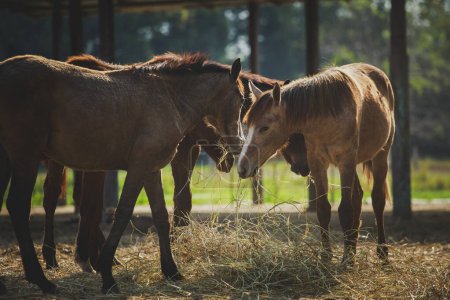 Téléchargez les photos : Troupeau de chevaux femelles mangeant de l'herbe sèche à la ferme du ranch - en image libre de droit
