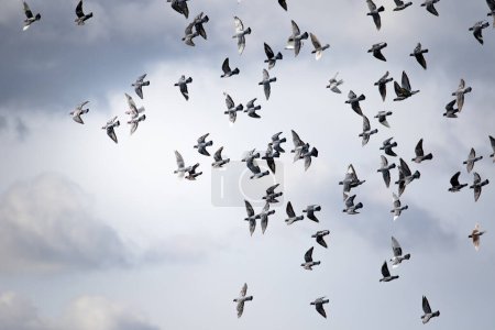 grupo de palomas mensajeras volando contra el cielo nublado