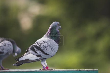 Téléchargez les photos : Mâle homing pigeon debout sur la maison loft piège sur fond de flou vert - en image libre de droit