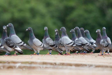 Téléchargez les photos : Groupe de pigeon voyageur debout sur le piège du grenier à la maison - en image libre de droit