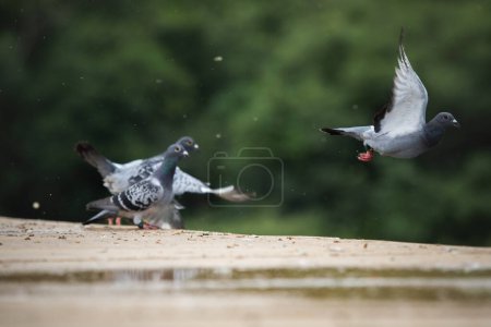 group of homing pigeon flying at home loft race
