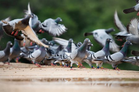 Téléchargez les photos : Groupe de pigeon voyageur volant à la maison loft race - en image libre de droit