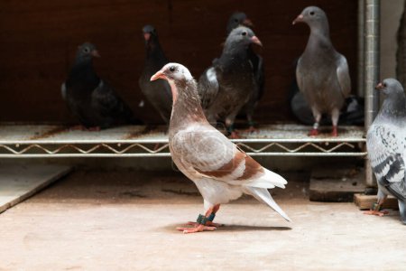 corps entier de jeune pigeon d'accueil debout dans le grenier à la maison