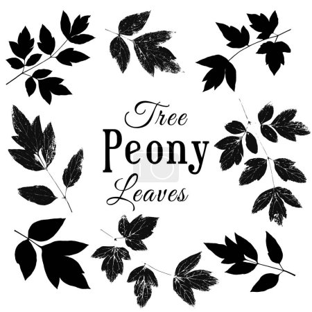 Illustration for Set with the black colored group of live imprinted peony leaves. Real live tree peony leaves. Herbarium with textured imprints and silhouettes of intricate woody peony leaves. - Royalty Free Image