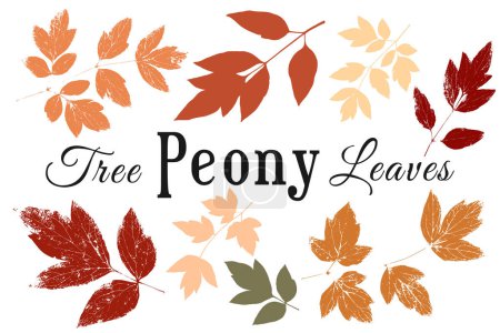 Illustration for Set with the group of live imprinted peony leaves colored in pastel autumn colors. Real live tree peony leaves. Herbarium with textured imprints and silhouettes of intricate woody peony leaves. - Royalty Free Image